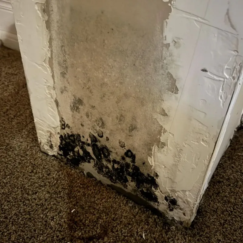 Professional Mold Removal in Weimar, TX